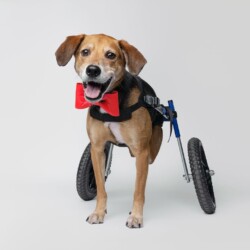 Boone A photo of a beagle mix using a wheelchair