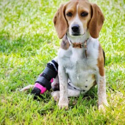 Pi A beagle with a prosthetic hind leg