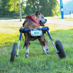 Nash A photo of an older boxer using a wheelchair