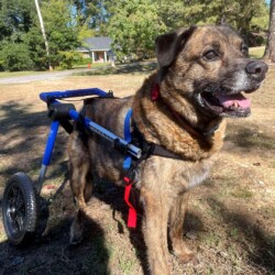 George A photo of a medium-sized brindle dog using a wheelchair