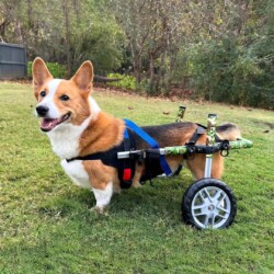 Cosmo A photo of a corgi using a wheelchair