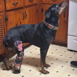 Trey A photo of a rottweiler mix with a prosthetic hind leg