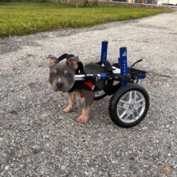 Chico A photo of a pitt bull puppy using a wheelchair