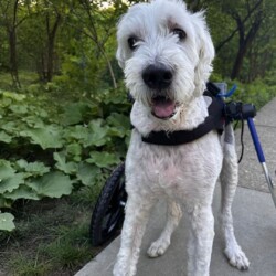 Lincoln A photo of a white labradoodle using a wheelchair